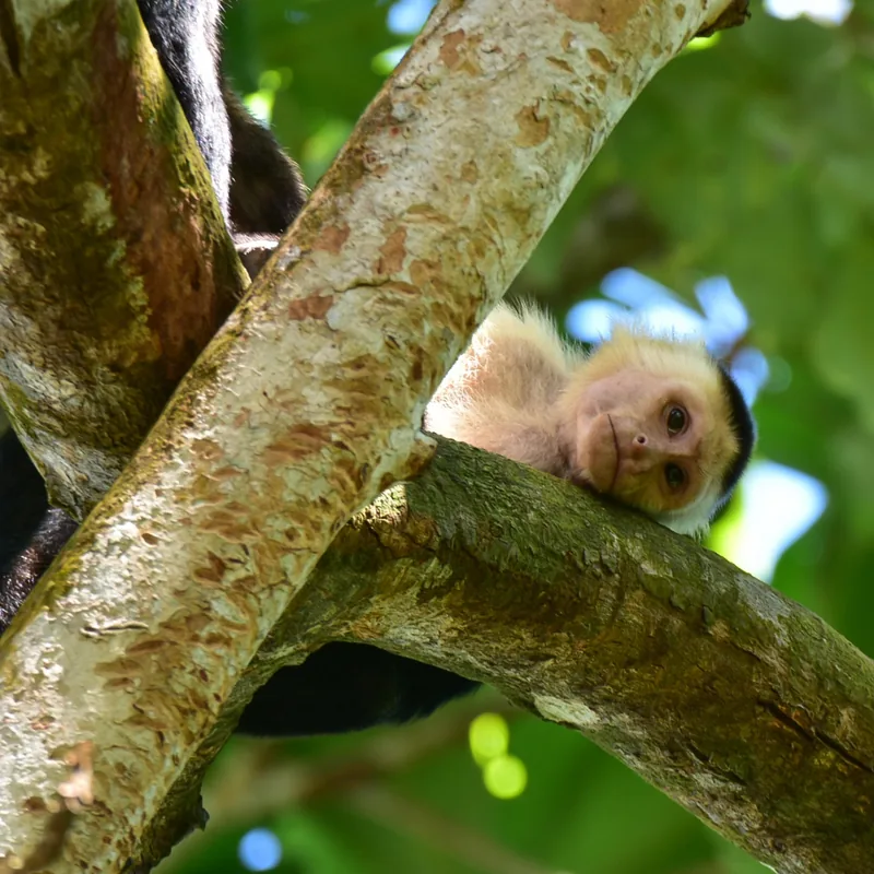 A capuchin monkey resting on a branch in the canopy